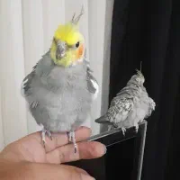 عروس هلندی جفت