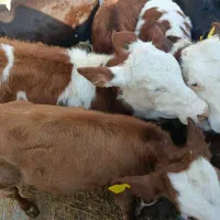 گوساله سیمینتال درجه یک