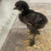 برهما جوجه برهما پاپر
