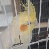 عروس هلندی نر