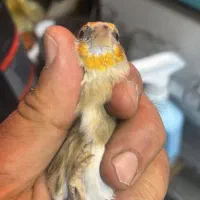 جوجه سهره قناری چونه سفید