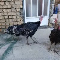 بوقلمون|حیوانات مزرعه|کوهدشت, |دیوار