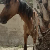 اسب|اسب و تجهیزات اسب‌سواری|رامشیر, |دیوار