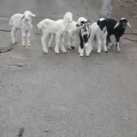 بره|حیوانات مزرعه|اهواز, زیتون کارمندی|دیوار