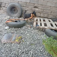 یک قلاده سگ|سگ|جیرفت, |دیوار