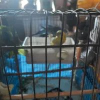 مرغ عشق|پرنده|تهران, قصر فیروزه ۱|دیوار