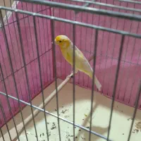 قناری بخون و نر و ماده و بلدرچین