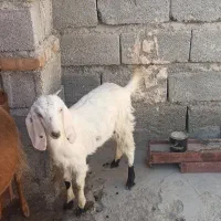 گتاچ دوقلو زا نسل دار زیر قیمت بازار