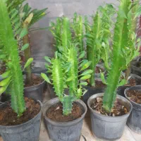 گلخانه طبیعی