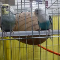 مرغ عشق|پرنده|خاش, |دیوار