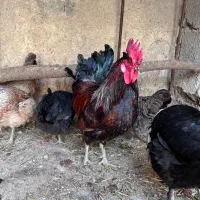 مرغ و خروس