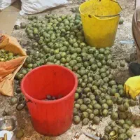 پوست گردو