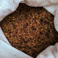 کشمش تیزآبی کشمش آفتابی گله کشمش پلویی مویز کشمش|خوردنی و آشامیدنی|مشهد, امیریه|دیوار