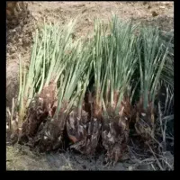 پاجوش نخل سعمران و پاجوش دیری