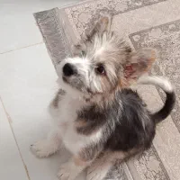 واگذاری رایگان میکس شیتزو|سگ|صدرا-فارس, فاز ۱|دیوار