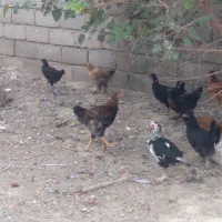 نیمچه مرغ وخروس مرندی لهستانی محلی|حیوانات مزرعه|گنبد کاووس, |دیوار