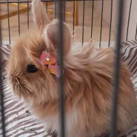 خرگوش لوپ بچه