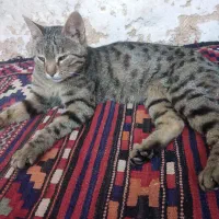 گربه