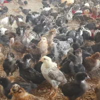 جوجه رنگی