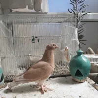 جوجه کبوتر راعبی طلایی