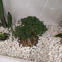 بلیط استخر نیکیان