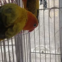 طوطی برزیلی یوینگ گلد مولد