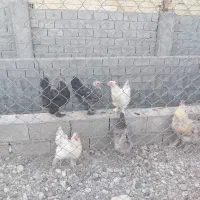 فروش مرغ برهما