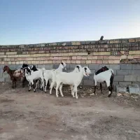 بز...|حیوانات مزرعه|فردوس (خراسان), |دیوار