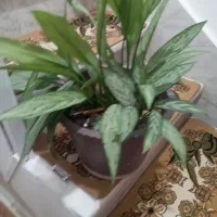 گل طبیعی سالم