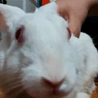 خرگوش مورد علاقه