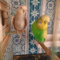مرغ عشق انگلیسی گرید A|پرنده|کرج, احدآباد|دیوار