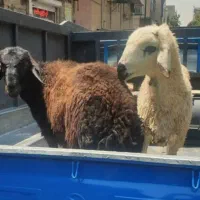 ذبح گوسفند شرعی و اسلامی قصاب در محل