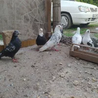 کبوتر همه باهم دونه ۱۵۰