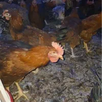 فروش نیمچه مرغ و خروس گلپایگانی ( محلی )|حیوانات مزرعه|ورامین, ورامین|دیوار