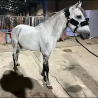 اسب|اسب و تجهیزات اسب‌سواری|کهریزک, |دیوار