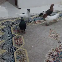 کفتر|پرنده|مشهد, کشف|دیوار