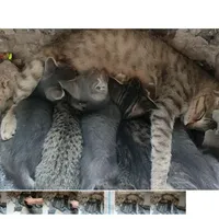 واگذاری گربه ها