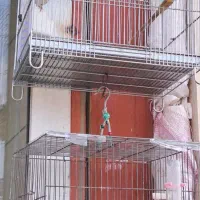 سهره جوجه سال