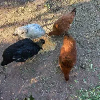 جوجه گلپایگانی و خروس محلی