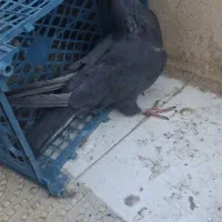 زاغ کلاغ