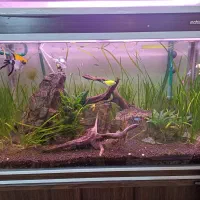 آکواریوم ماهیران