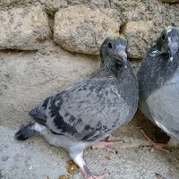 جوجه کفتر پرشی - آلمانی - ذات دار|پرنده|گلبهار, شهر جدید گلبهار|دیوار
