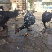 جوجه لاری اصل|حیوانات مزرعه|شال, |دیوار