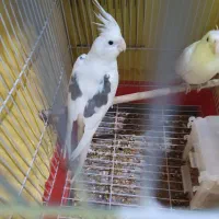 عروس هلندی نر دوکت آلبینو|پرنده|ایرانشهر, |دیوار