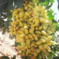 پایه پسته|خدمات باغبانی و درختکاری|شیراز, شهرک گلستان|دیوار