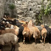 تشریفاتی دام زنده نژادها گوسفند مرغوب|حیوانات مزرعه|تهران, مجیدیه|دیوار