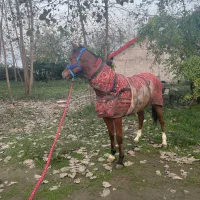 فروشنده اسب هر اسبی که بخاید موجود هست