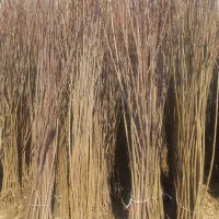 فروش نهال ریشه لخت و گلدانی و گل بیرونی