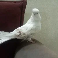 کبوتر نر نوک قنار|پرنده|ابهر, |دیوار