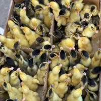 اردک پکنی یک روزه